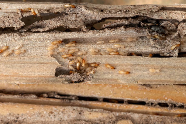 Professional Pest Control in Lake City, FL